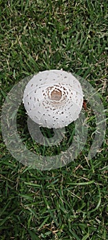 Mushroom on Grass on the Beach Aguada Puerto Rico