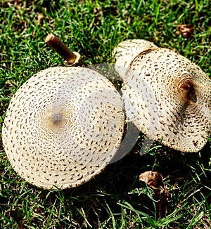 Mushroom grass boobies