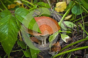 Mushroom in the grass.