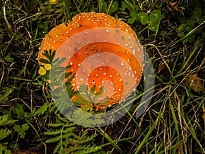 Mushroom,  grass, fly agaric, red, forest, line