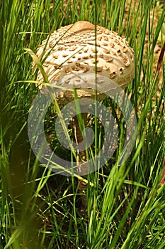 Mushroom in the grass