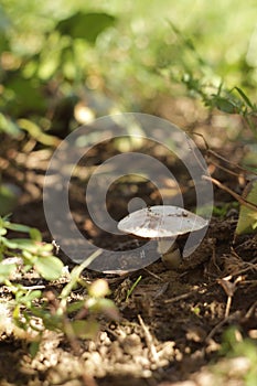 Mushroom in the grass. Nature in detail. Macroworld. photo