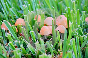 Mushroom and grass