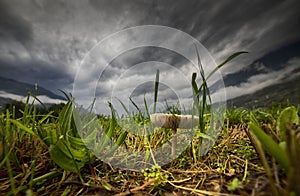 Mushroom in the grass seen from below