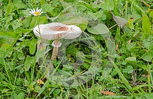 Mushroom in grass