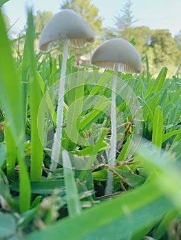 Mushroom grass yard