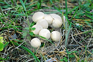 Mushroom grebe.