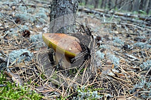 Mushroom green forest grass lichen moss trees vegetables