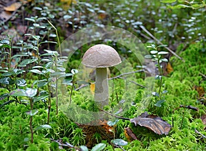 Mushroom green forest grass lichen moss trees vegetables