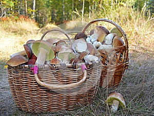 Mushroom green forest grass lichen moss trees vegetables