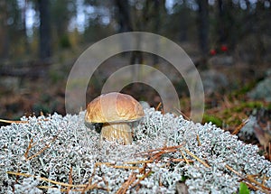 Mushroom green forest grass lichen moss trees vegetables