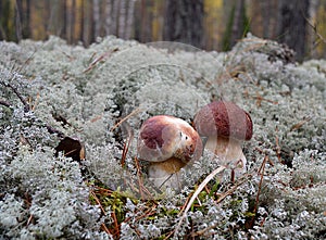 Mushroom green forest grass lichen moss trees vegetables