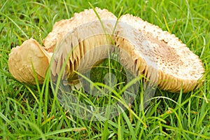 Mushroom on green grass.