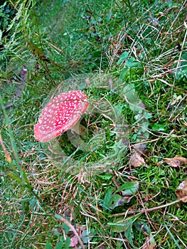 Mushroom on the green grass