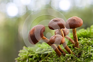 Mushroom in green moss