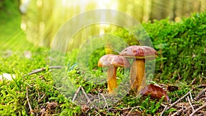 Mushroom in green moss.