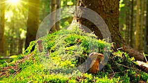 Mushroom in green moss.