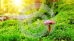 Mushroom in green moss.