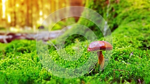 Mushroom in green moss.
