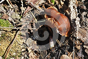 Mushroom, green moss and rotten leaves over it