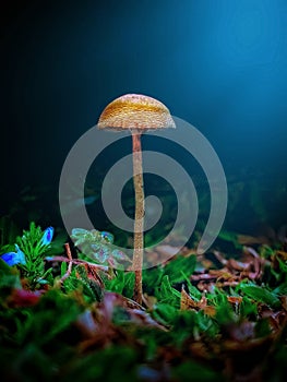 Mushroom green objek