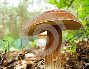 Mushroom in green tree