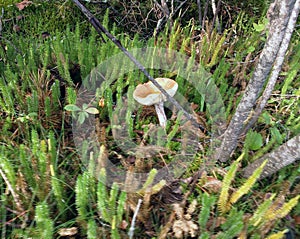 The mushroom grew on the edge of the forest