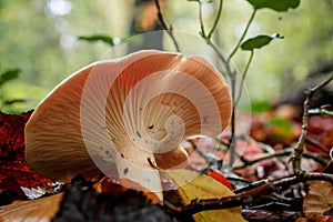 mushroom grop in the forest with yellow autumn background