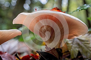 mushroom grop in the forest with yellow autumn background