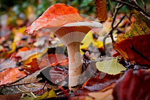 mushroom grop in the forest with yellow autumn background