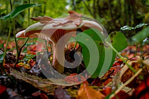 mushroom grop in the forest with yellow autumn background