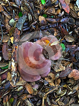 Mushroom in ground cover