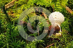 Mushroom On The Ground Among Fern And Pine Tree Needles