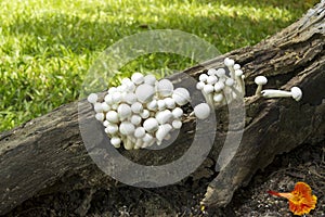 Mushroom group grows in forests