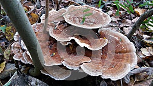 Mushroom that grow on dead tree remains Trametes genus.