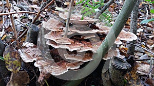 Mushroom that grow on dead tree remains Trametes genus.