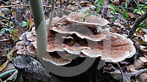 Mushroom that grow on dead tree remains Trametes genus.