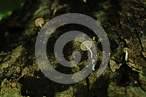 Mushroom grow on tree`s bark