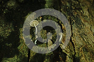 Mushroom grow on tree`s bark