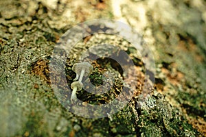 Mushroom grow on tree`s bark