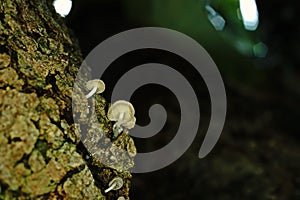 Mushroom grow on tree`s bark