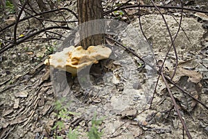 Mushroom grow up from the hill