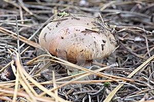 Mushroom growing in autumn forest