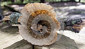 Mushroom growing on a dead limb