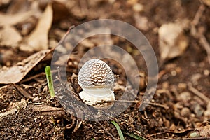 Mushroom growing in a forest
