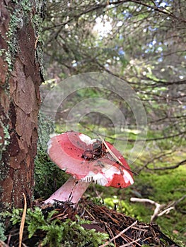 Mushroom Growing in the Forest