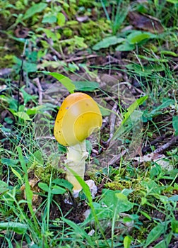 Mushroom Growing on the Forest Floor