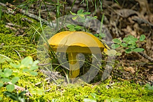 Mushroom Growing on the Forest Floor