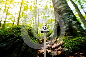 Mushroom growing on the forest between the trees