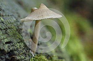 Mushroom